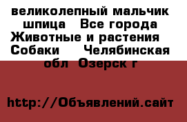 великолепный мальчик шпица - Все города Животные и растения » Собаки   . Челябинская обл.,Озерск г.